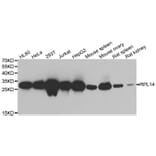 Western blot - RPL14 antibody from Signalway Antibody (39131) - Antibodies.com
