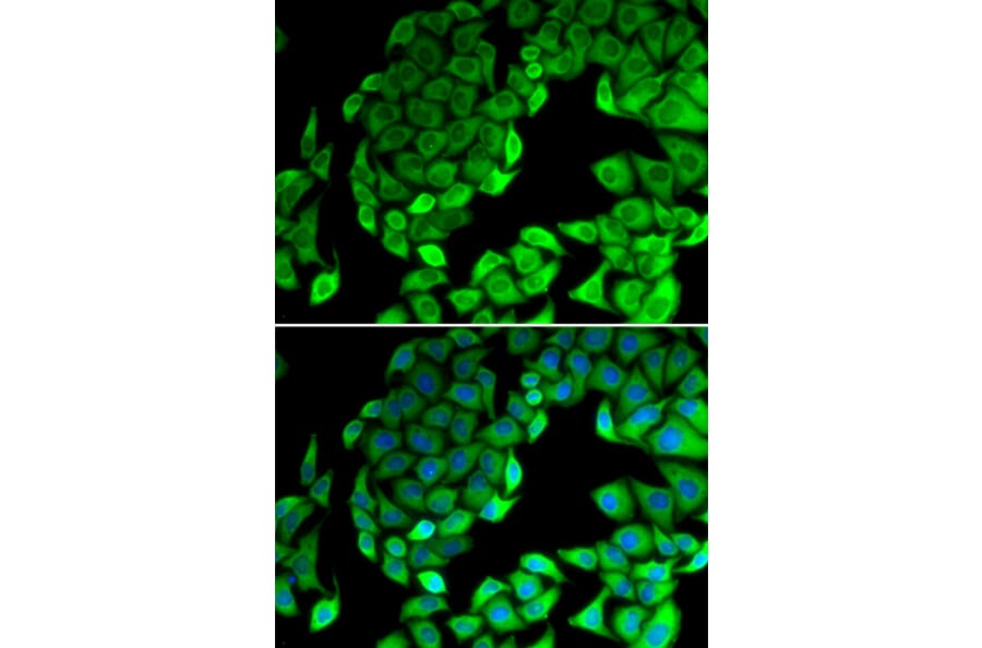 Immunofluorescence - RPL14 antibody from Signalway Antibody (39131) - Antibodies.com