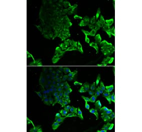 Immunofluorescence - SCYL1 antibody from Signalway Antibody (39140) - Antibodies.com