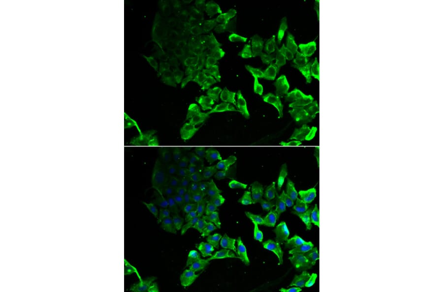 Immunofluorescence - SCYL1 antibody from Signalway Antibody (39140) - Antibodies.com
