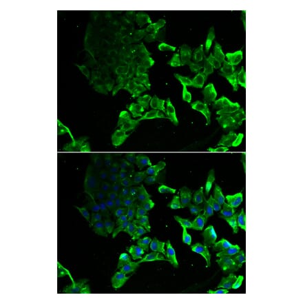 Immunofluorescence - SCYL1 antibody from Signalway Antibody (39140) - Antibodies.com