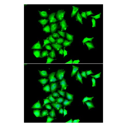 Immunofluorescence - MSRB1 antibody from Signalway Antibody (39142) - Antibodies.com