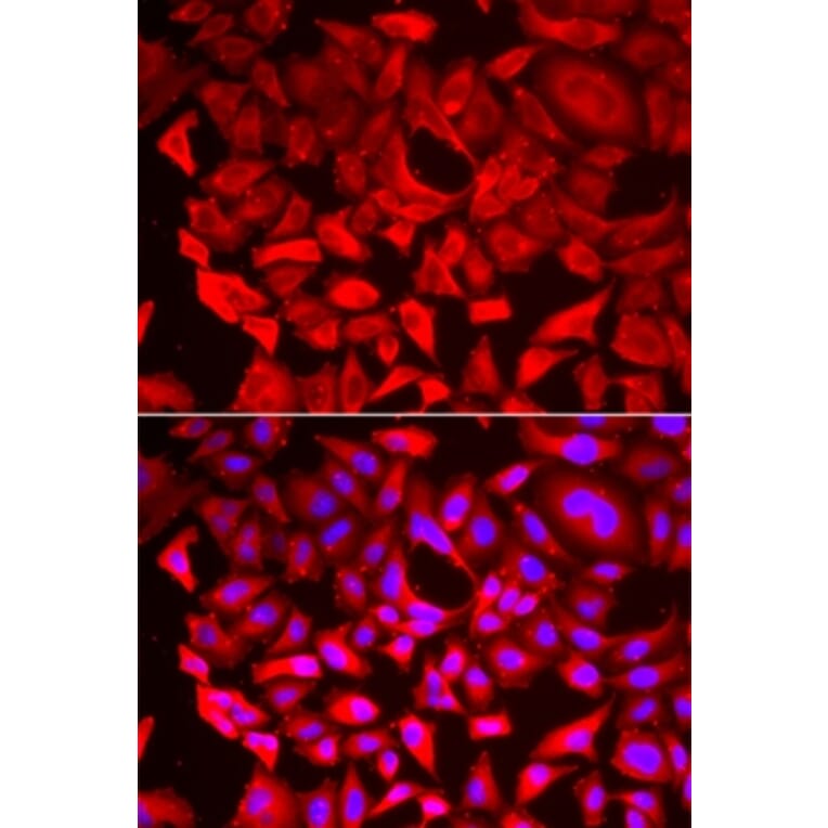 Immunofluorescence - SRP19 antibody from Signalway Antibody (39152) - Antibodies.com