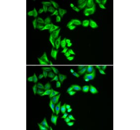 Immunofluorescence - STRN3 antibody from Signalway Antibody (39154) - Antibodies.com