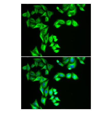 Immunofluorescence - STRN3 antibody from Signalway Antibody (39154) - Antibodies.com