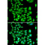 Immunofluorescence - TREX1 antibody from Signalway Antibody (39174) - Antibodies.com