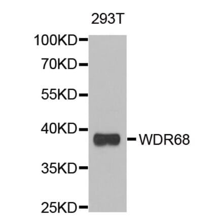 Western blot - DCAF7 antibody from Signalway Antibody (39181) - Antibodies.com