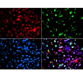 Immunofluorescence - POLD3 antibody from Signalway Antibody (39190) - Antibodies.com