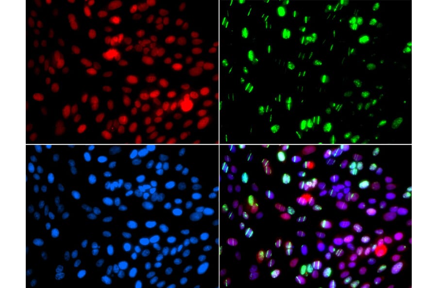 Immunofluorescence - POLD3 antibody from Signalway Antibody (39190) - Antibodies.com
