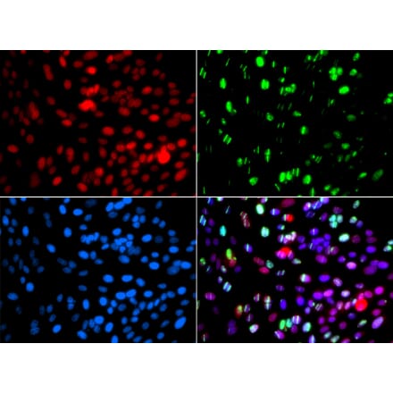 Immunofluorescence - POLD3 antibody from Signalway Antibody (39190) - Antibodies.com