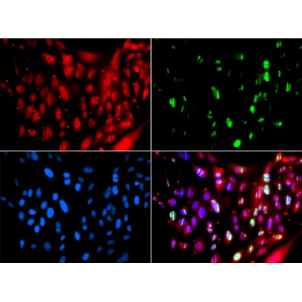 Immunofluorescence - UIMC1 antibody from Signalway Antibody (39191) - Antibodies.com