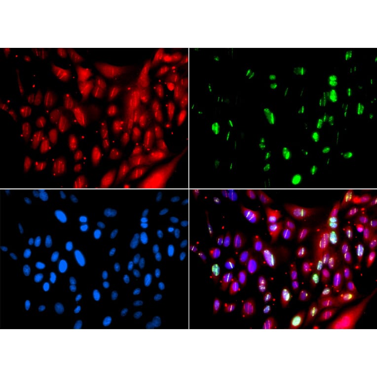 Immunofluorescence - UIMC1 antibody from Signalway Antibody (39191) - Antibodies.com