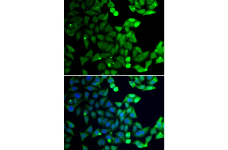 Immunofluorescence - UIMC1 antibody from Signalway Antibody (39191) - Antibodies.com