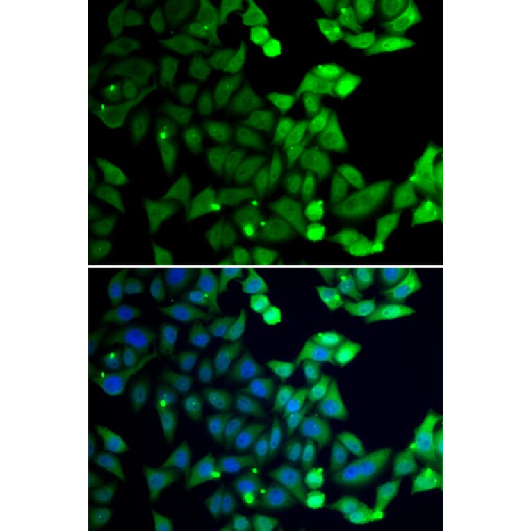 Immunofluorescence - UIMC1 antibody from Signalway Antibody (39191) - Antibodies.com