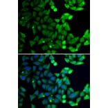 Immunofluorescence - UIMC1 antibody from Signalway Antibody (39191) - Antibodies.com