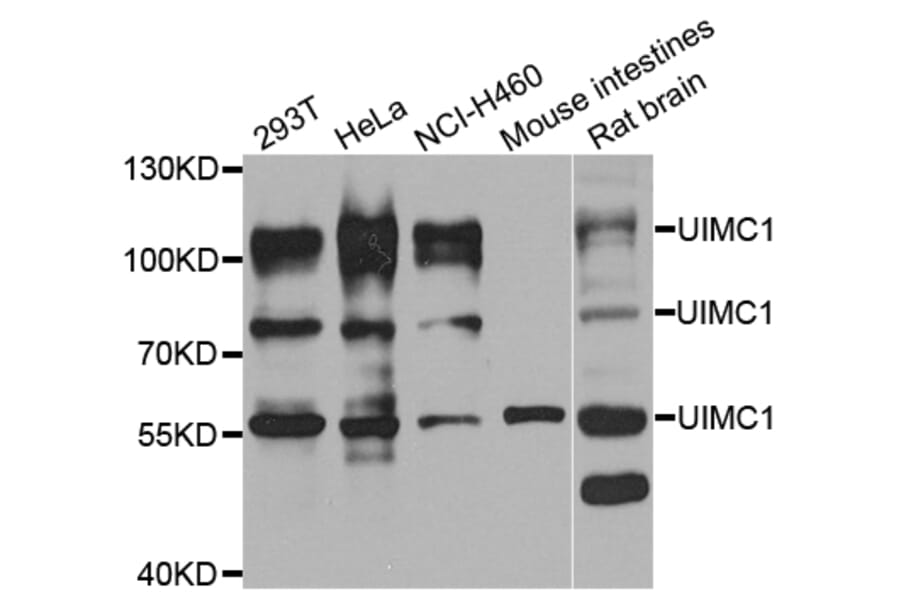 Western blot - UIMC1 antibody from Signalway Antibody (39191) - Antibodies.com
