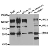 Western blot - UIMC1 antibody from Signalway Antibody (39191) - Antibodies.com