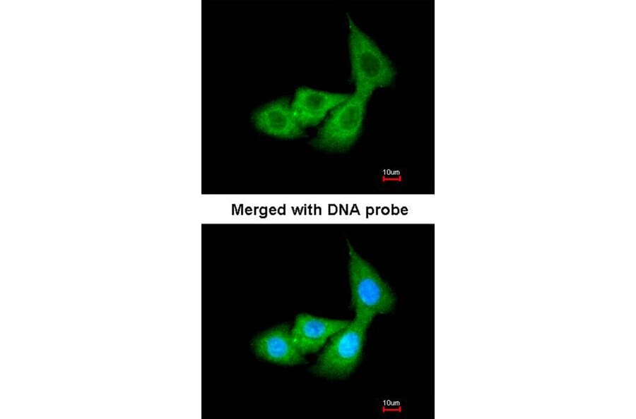 Immunofluorescence - Cortisol Binding Globulin antibody from Signalway Antibody (22386) - Antibodies.com