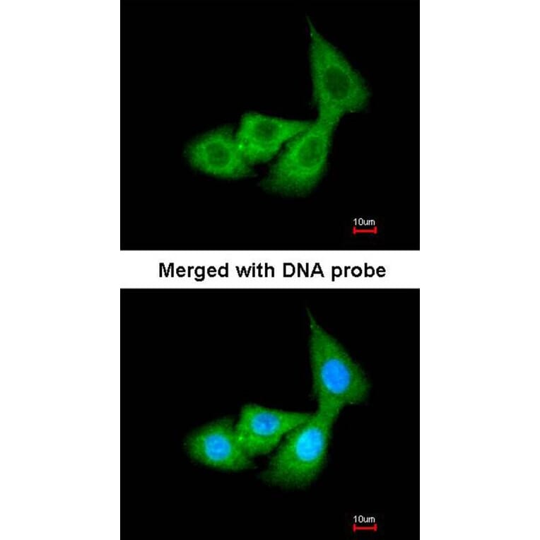 Immunofluorescence - Cortisol Binding Globulin antibody from Signalway Antibody (22386) - Antibodies.com