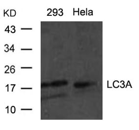 Western blot - LC3a Antibody from Signalway Antibody (21402) - Antibodies.com