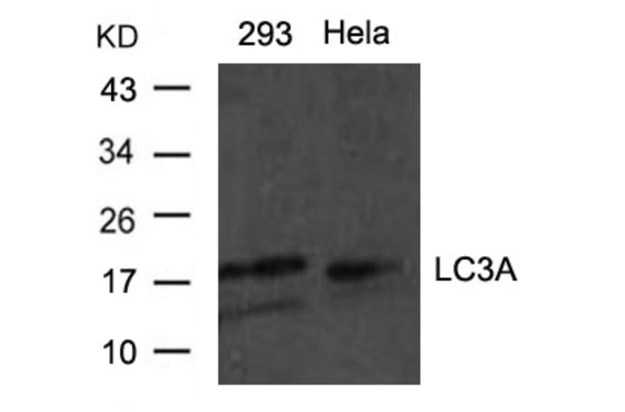 Western blot - LC3a Antibody from Signalway Antibody (21402) - Antibodies.com