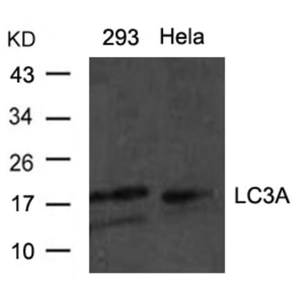 Western blot - LC3a Antibody from Signalway Antibody (21402) - Antibodies.com