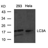 Western blot - LC3a Antibody from Signalway Antibody (21402) - Antibodies.com