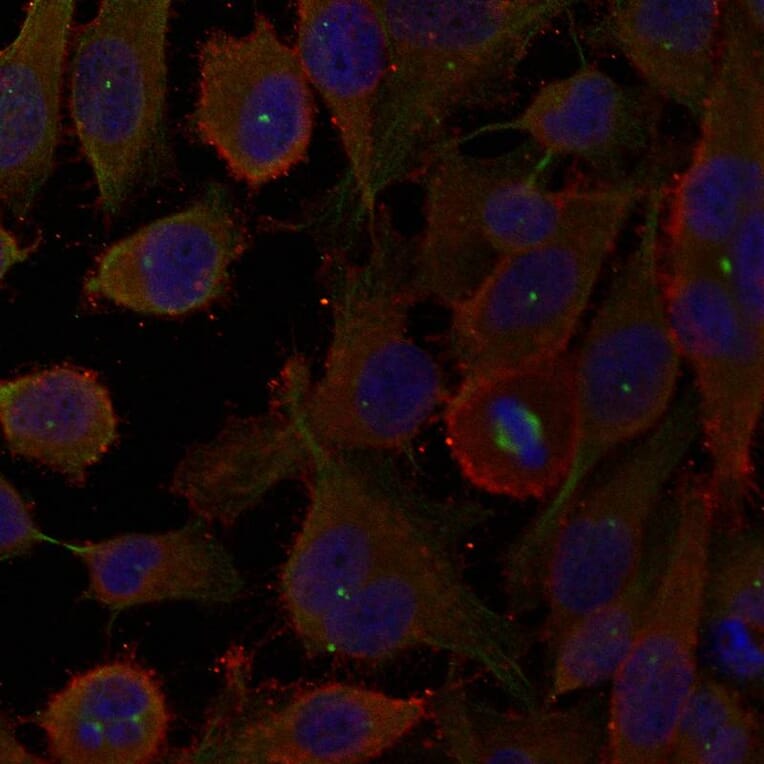 Immunofluorescence - LC3a Antibody from Signalway Antibody (21402) - Antibodies.com