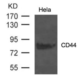 Western blot - CD44 Antibody from Signalway Antibody (21471) - Antibodies.com
