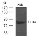 Western blot - CD44 Antibody from Signalway Antibody (21471) - Antibodies.com