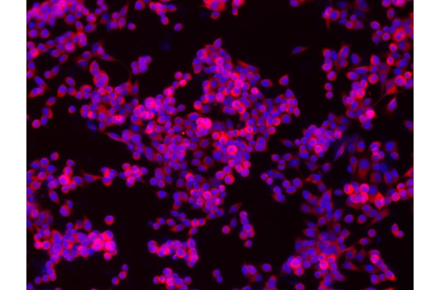 Immunofluorescence - CD44 Antibody from Signalway Antibody (21471) - Antibodies.com