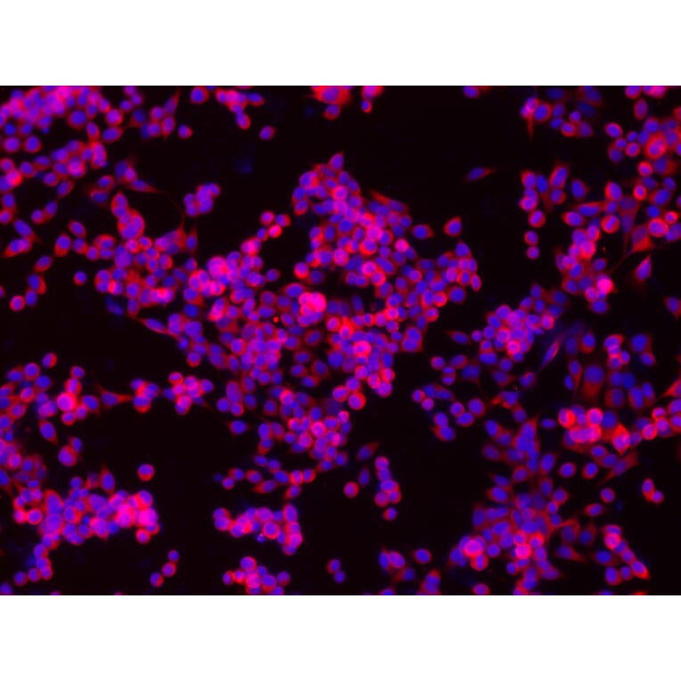 Immunofluorescence - CD44 Antibody from Signalway Antibody (21471) - Antibodies.com