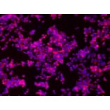 Immunofluorescence - CD44 Antibody from Signalway Antibody (21471) - Antibodies.com