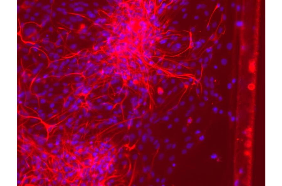 Immunofluorescence - GFAP Antibody from Signalway Antibody (21485) - Antibodies.com