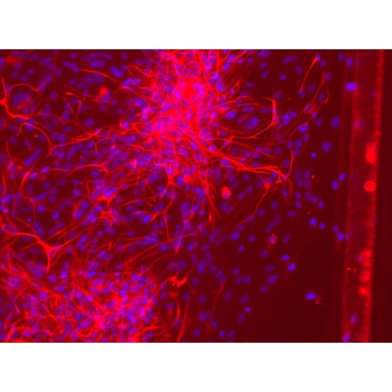 Immunofluorescence - GFAP Antibody from Signalway Antibody (21485) - Antibodies.com