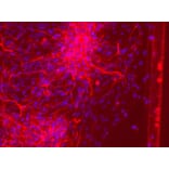 Immunofluorescence - GFAP Antibody from Signalway Antibody (21485) - Antibodies.com