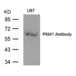 Western blot - PKM1 Antibody from Signalway Antibody (21577) - Antibodies.com