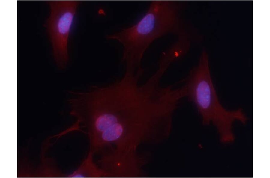 Immunofluorescence - PKM1 Antibody from Signalway Antibody (21577) - Antibodies.com