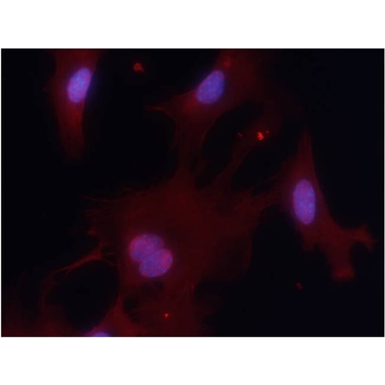 Immunofluorescence - PKM1 Antibody from Signalway Antibody (21577) - Antibodies.com
