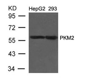 Western blot - PKM2 Antibody from Signalway Antibody (21578) - Antibodies.com