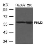 Western blot - PKM2 Antibody from Signalway Antibody (21578) - Antibodies.com