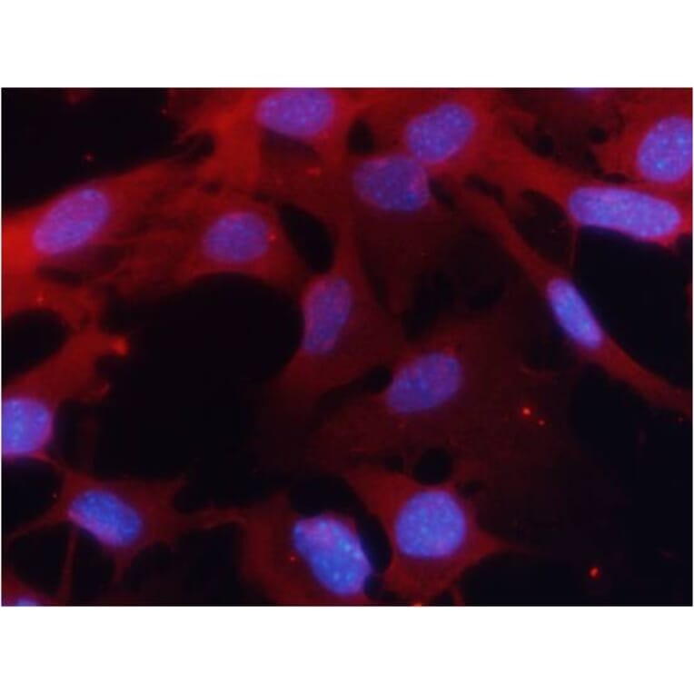 Immunofluorescence - PKM2 Antibody from Signalway Antibody (21578) - Antibodies.com