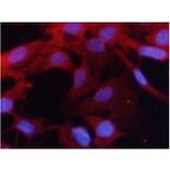 Immunofluorescence - PKM2 Antibody from Signalway Antibody (21578) - Antibodies.com