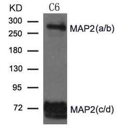 Western blot - MAP2 Antibody from Signalway Antibody (21636) - Antibodies.com