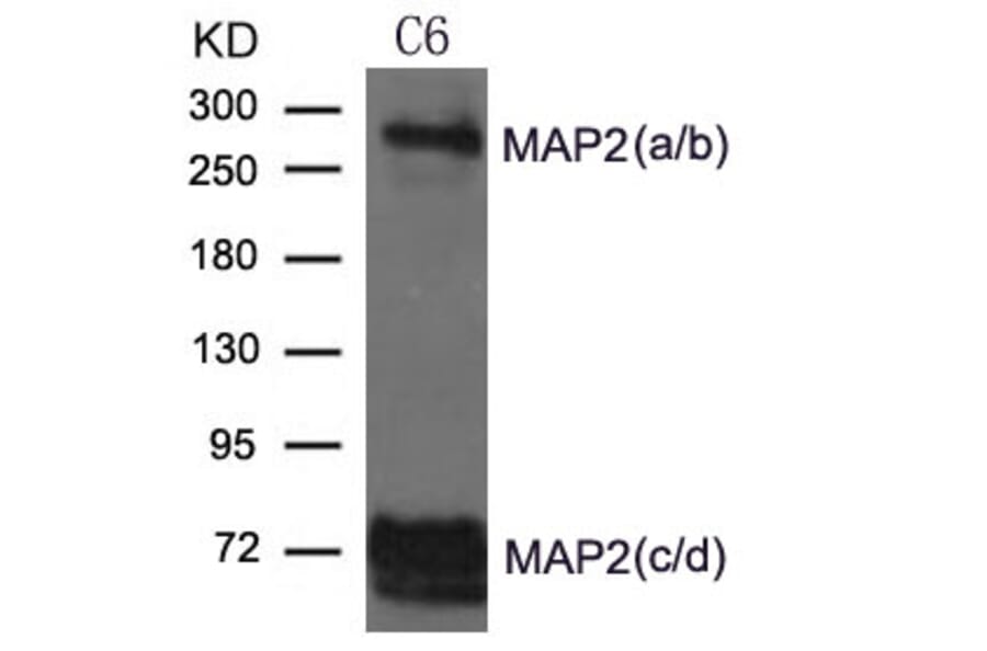 Western blot - MAP2 Antibody from Signalway Antibody (21636) - Antibodies.com