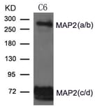 Western blot - MAP2 Antibody from Signalway Antibody (21636) - Antibodies.com