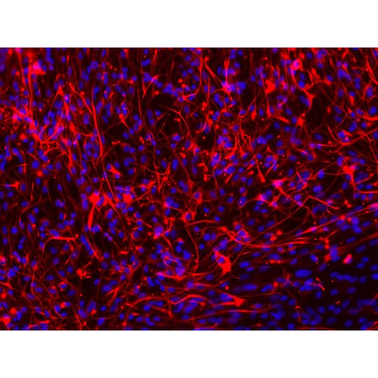 Immunofluorescence - MAP2 Antibody from Signalway Antibody (21636) - Antibodies.com