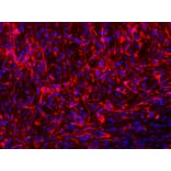 Immunofluorescence - MAP2 Antibody from Signalway Antibody (21636) - Antibodies.com