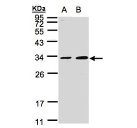 MAF1 antibody from Signalway Antibody (22052) - Antibodies.com
