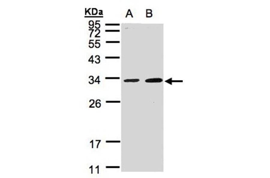 MAF1 antibody from Signalway Antibody (22052) - Antibodies.com